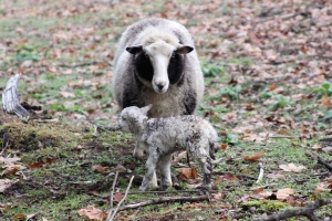 new-lamb